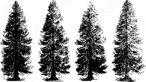 Set of evergreen pine trees silhouette in black and white, isolated nature fir conifer illustrations
