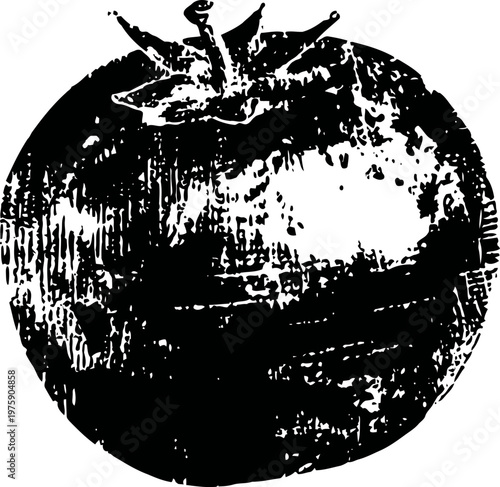 Black and white hand drawn tomato illustration, vintage single fruit sketch