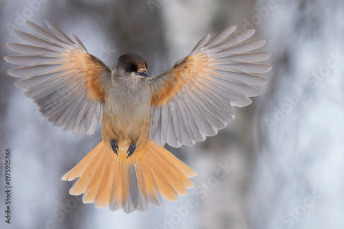 Siberian jay in an old growth lichen forest