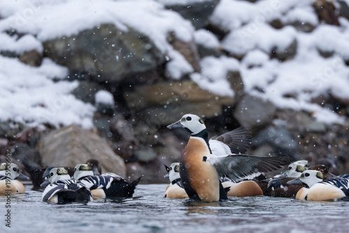 Steller's eider in the water