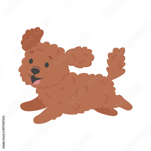 Cute poodle puppy, fluffy dog isolated on white background, vector illustration