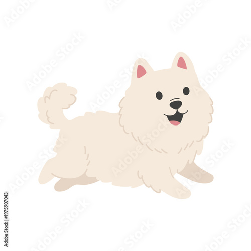Cute pomeranian spitz puppy, fluffy dog isolated on white background, vector illustration