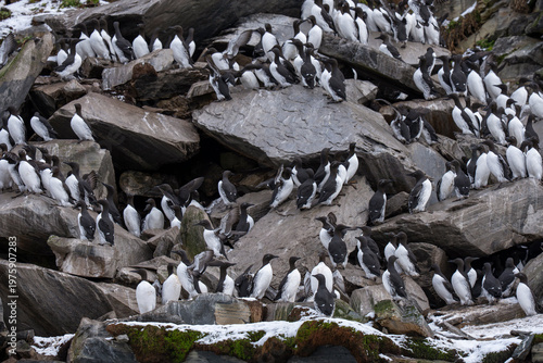Foto Common murre or common guillemot bird colony