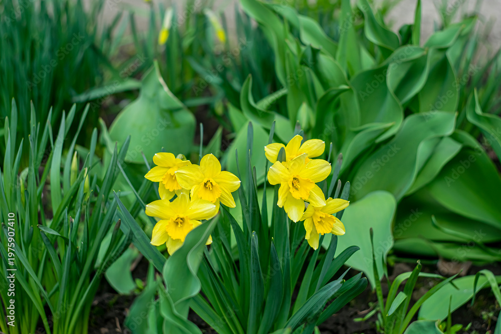 Obraz premium Early spring in a flowerbed with yellow daffodils.