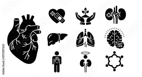 Human Organs Icons Set: Heart, Brain, Lungs, Kidneys, Liver, Medical Health Symbols