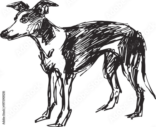 Hand drawn sketch of a slender dog standing with attentive expression and pointed ears