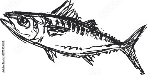 Detailed hand drawn fish illustration sea animal sketch with textured lines marine wildlife drawing art