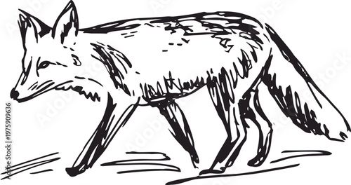 Black and white sketch of a fox walking with detailed fur and bushy tail in side profile