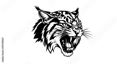 Furious bobcat head roaring with open mouth.