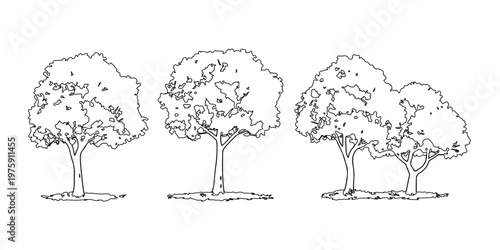 Deciduous tree collection in line art style for landscape architecture design forest vegetation illustration set for garden planning and outdoor graphics