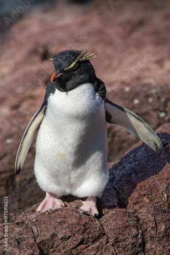 Rockhopper Penguin in Penguin Island,Puerto Deseado, Santa Cruz Province, Patagonia Argentina