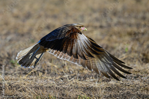 Caracara chimango in flight , La Pampa province, Patagonia , Argentina