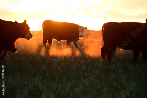 Cattle Herd in the sunset, Argentine countryside, La Pampa Province, Patagonia, Argentina.