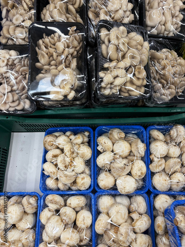 Obraz na plátně Fresh oyster mushrooms and white button mushrooms on grocery counter