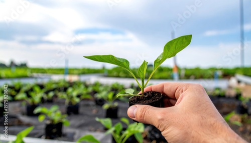 Carbon capture concept, Hand holding a young plant seedling over a nursery with multiple plants
