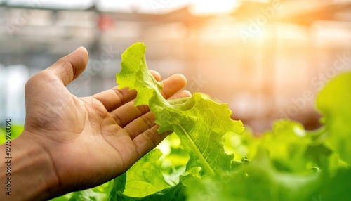 Carbon capture concept, Hand touching fresh green lettuce leaf in a garden with sunlight