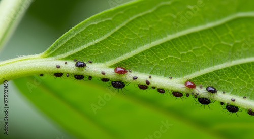 Close-up of colorful insects on a fresh green leaf with a natural and vibrant mood