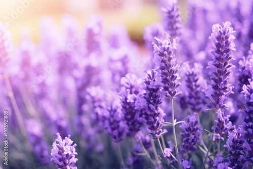 Lavender flowers blooming, creating a serene and fragrant scene in the garden