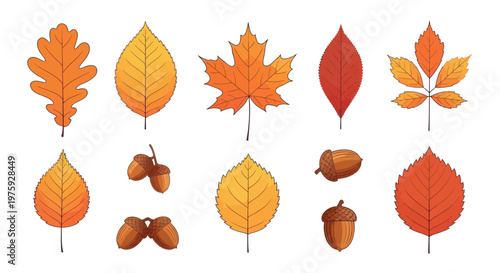 Autumn leaves and acorns collection