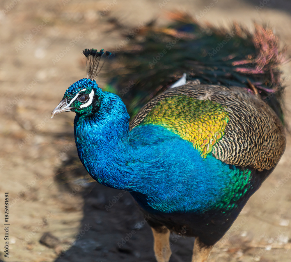 Fototapeta premium Vibrant peacock with iridescent blue and green plumage