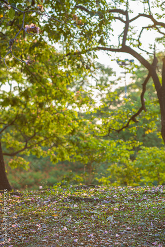 Green tree city public park sunset light nature background