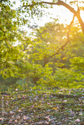 Green tree city public park sunset light nature background