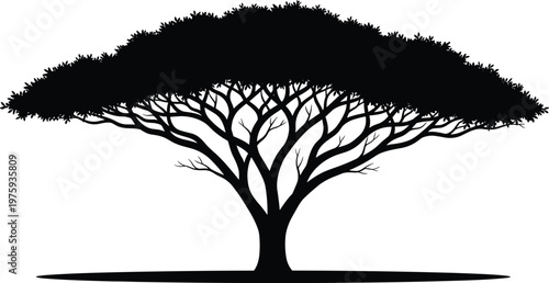 Black silhouette of a wide spreading acacia tree with intricate branches and dense canopy isolated on white background for safari and nature designs