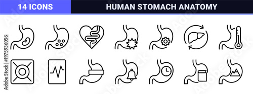 Digestion process and gut health minimalist outline icons