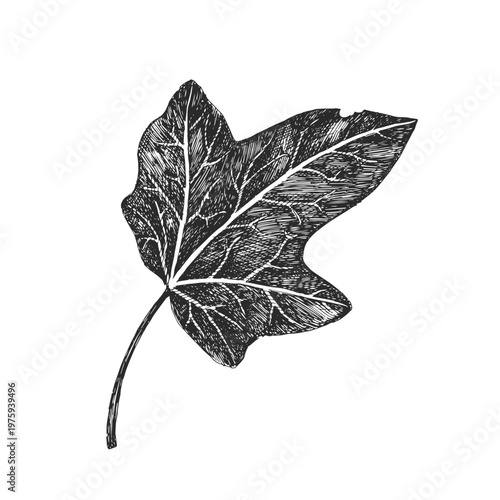 Vintage Ivy Leaf Branch Hedera Helix Foliage Vector Hand Drawn Botanical Ink Sketch Climbing Plant