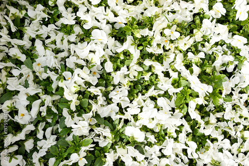 Photography White pansy flowers blooming in a garden bed
