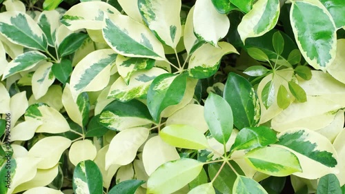 Tropical leaves schefflera close-up, abstract natural background.
