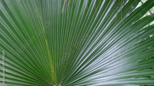 Green tropical palm leaf close-up, texture and natural background.