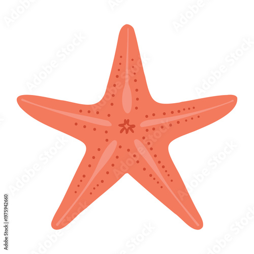 Red starfish illustration with five arms and textured surface, isolated on a white background, suitable for marine-themed designs and educational materials