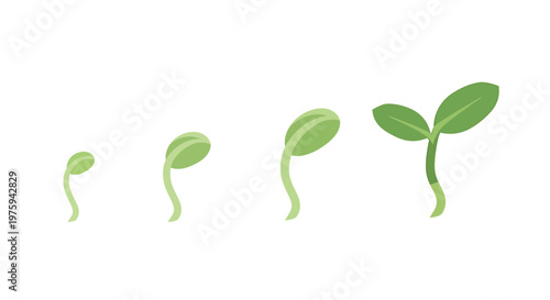 Illustration showing the growth stages of a young plant from a sprout to a seedling with leaves