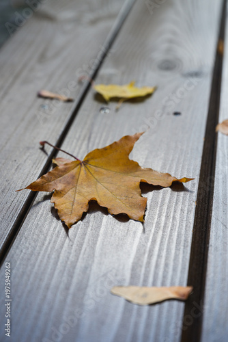 Dry maple leaf lying on wooden table outdoors. Autumn mood, natural texture and seasonal change concept, minimal composition with shallow depth of field.