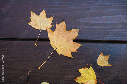 Several dry maple leaves lying on dark wooden surface. Autumn season concept, natural texture and minimal composition with soft light and top view.