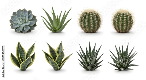 Collection of various cacti and succulents on white background for decoration and gardening