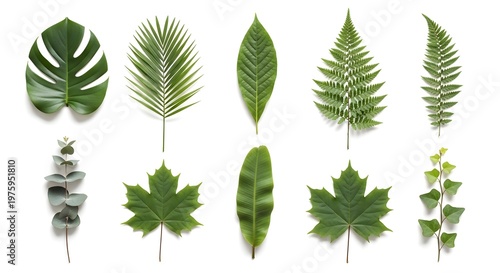 Collection of various green leaves isolated on white background for design and decoration purposes