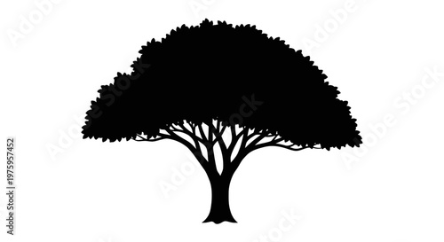 Elegant silhouette of a mature deciduous tree with a dense canopy.
