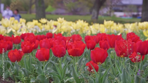 チューリップ畑