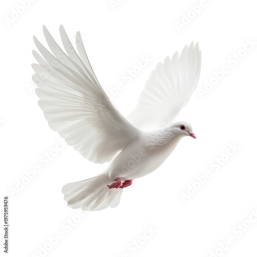 Weiße Taube, Friedenstaube, freigestellt vor transparentem Hintergrund, Generative AI