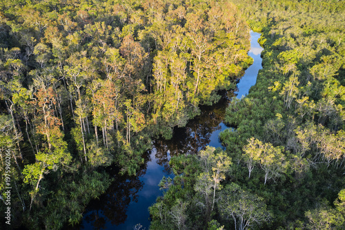 Aerial view of the tropical rainforest and winding river in Tanjung Puting National Park on Borneo, home to endangered wildlife and wild orangutans.