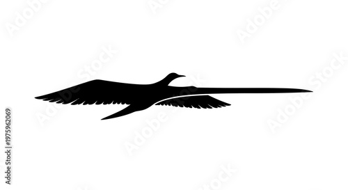Silhouette of a graceful swan flying in the sky, wings spread wide