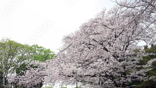 満開に咲く桜