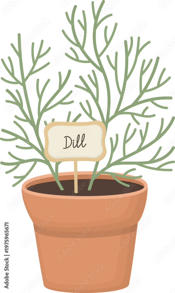 Fototapeta premium Fresh green dill plant growing in a pot. Herbal kitchen decoration isolated on white 