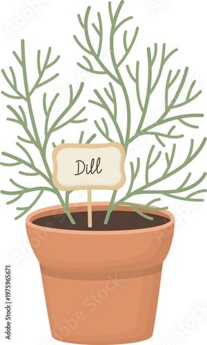 Fresh green dill plant growing in a pot. Herbal kitchen decoration isolated on white 