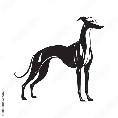 Whippet, Sleek, Fast, Agile, Graceful, Elegant, Speedy, Athletic, Slender, Smooth, Short-haired, Gentle, Calm, Friendly, Loving, Loyal, Playful, Quiet, Intelligent, Sensitive, Companion, Family.