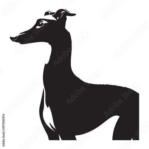 Whippet, Sleek, Fast, Agile, Graceful, Elegant, Speedy, Athletic, Slender, Smooth, Short-haired, Gentle, Calm, Friendly, Loving, Loyal, Playful, Quiet, Intelligent, Sensitive, Companion, Family.