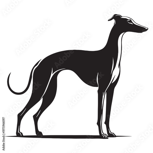Whippet, Sleek, Fast, Agile, Graceful, Elegant, Speedy, Athletic, Slender, Smooth, Short-haired, Gentle, Calm, Friendly, Loving, Loyal, Playful, Quiet, Intelligent, Sensitive, Companion, Family.