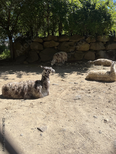 Group of Four Llamas Relaxing in the shade.